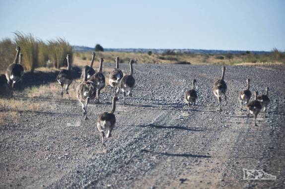 Os choiques ou ñandús, primos das nossas emas, aves muito comuns na Península Valdés, no litoral da  patagônia argentina
